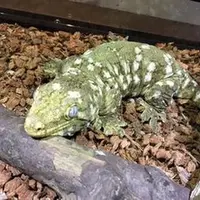 ツギオミカドヤモリ