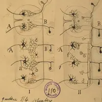網状説とニューロン説の対比 サンチャゴ・ラモン・イ・カハール 1923年 カハール研究所所蔵Cajal Institute, "Cajal Legacy", Spanish National Research Council (CSIC), Spain.