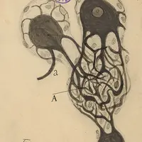 交感神経節における三細胞性糸球体  サンチャゴ・ラモン・イ・カハール 1911年 カハール研究所所蔵Cajal Institute, "Cajal Legacy", Spanish National Research Council (CSIC), Spain.