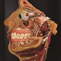 頭頸部のワックスモデル 19世紀 日本歯科大学 医の博物館所蔵