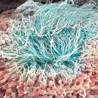 精巣の精細管©甲賀大輔・旭川医科大学/NHK※画像はラットで撮影。白黒画像にイメージで色を付けています。