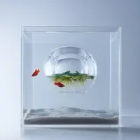 魚(プラティ)の水槽
