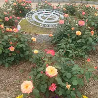 園内のシンボル アンネのバラ