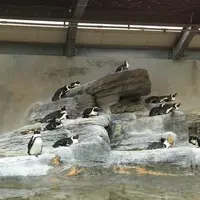 サンシャイン水族館の写真・動画_image_114136