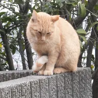 猫の細道の写真・動画_image_11703