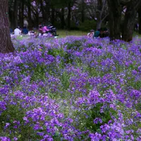 国営昭和記念公園の写真・動画_image_128521