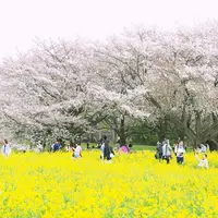 国営昭和記念公園の写真・動画_image_128522