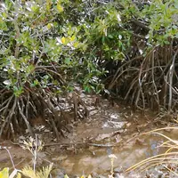 島尻のマングローブ林の写真・動画_image_160037
