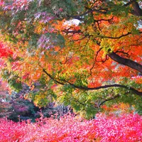 桜丘すみれば自然庭園の写真・動画_image_170799