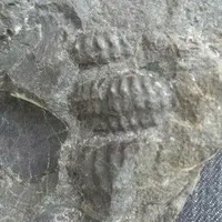 トリゴニア化石採集場の写真・動画_image_177979