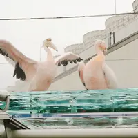 サンシャイン水族館の写真・動画_image_203028
