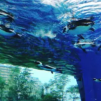 サンシャイン水族館の写真・動画_image_203045
