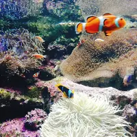 サンシャイン水族館の写真・動画_image_203729