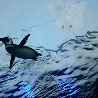 サンシャイン水族館の写真・動画_image_207410