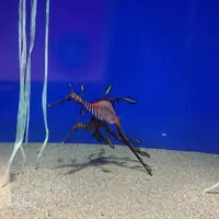 サンシャイン水族館の写真・動画_image_256294