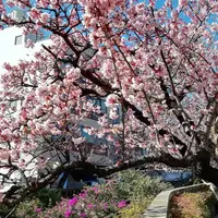 熱海桜の写真・動画_image_259363