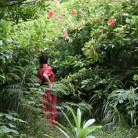 西表島ジャングルホテル パイヌマヤの写真・動画_image_312455