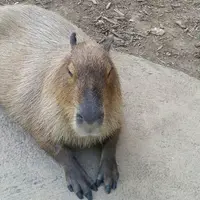 東南植物楽園の写真・動画_image_431470