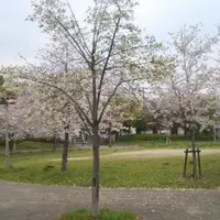 毛馬桜之宮公園の写真・動画_image_468285