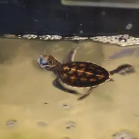 黒島研究所の写真・動画_image_5821