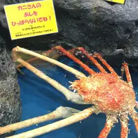 竹島水族館の写真・動画_image_60975
