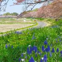 見沼田んぼのフナノの写真・動画_image_612211