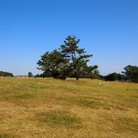 潮岬望楼の芝の写真・動画_image_6145