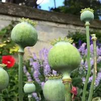 University of Oxford Botanic Gardenの写真・動画_image_62343
