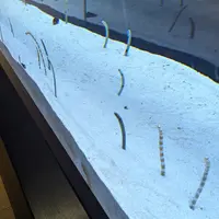 すみだ水族館の写真・動画_image_714242