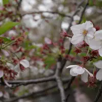 中目黒 桜祭りの写真・動画_image_71638