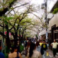 中目黒 桜祭りの写真・動画_image_71639