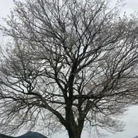 前原の一本桜の写真・動画_image_72217