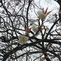 前原の一本桜の写真・動画_image_72385