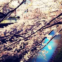 桃園川緑道の写真・動画_image_77257