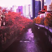 桃園川緑道の写真・動画_image_77258