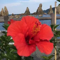 橋杭岩の写真・動画_image_78354