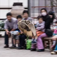 富士花鳥園の写真・動画_image_8362