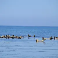 礼文島の写真・動画_image_8934