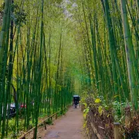 嵐山 竹林の小径の写真・動画_image_1022675