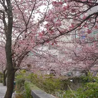 熱海桜の写真・動画_image_1056483