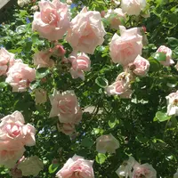 The Rose Garden of Provinsの写真・動画_image_1120279
