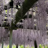 箭弓稲荷神社の写真・動画_image_1142085