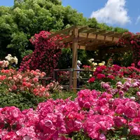 神奈川県立花と緑のふれあいセンター 花菜ガーデンの写真・動画_image_1142114
