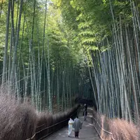 嵐山 竹林の小径の写真・動画_image_1159274