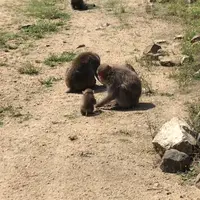銚子渓 自然動物園　お猿の国の写真・動画_image_1172413