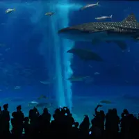 沖縄美ら海水族館の写真・動画_image_1227213