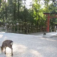 奈良公園の写真・動画_image_122803