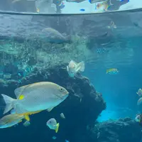 沖縄美ら海水族館の写真・動画_image_1230310