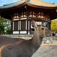 興福寺 北円堂の写真・動画_image_1241036