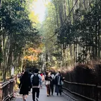 嵐山 竹林の小径の写真・動画_image_1255520
